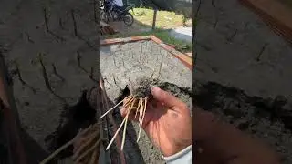 Germinaci&oacute;n de semillas de aguacate en ARENA !!