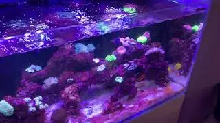 Don&rsquo;t add clams to improve high nutrient tanks!