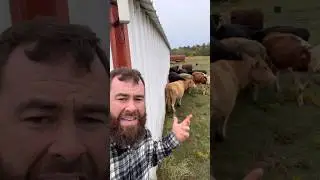 Unexpected Temperature Change #cow #animals #weather #shortsfeed