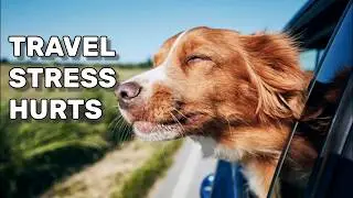 HOW SUMMER TRAVEL AFFECTS YOUR PET