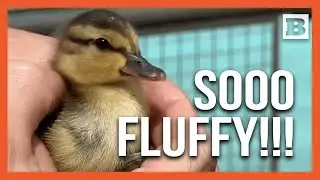 Firefighters Save Day-Old Ducklings from Pool Drain in Indianapolis