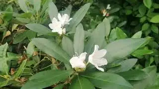 Рододендрон Макино (Rhododendron makinoi), Форчуна (Rhododendron fortunei), 