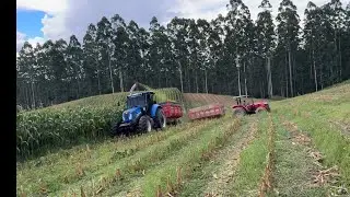 Inicio da silagem 2026 para as vacas de leite.