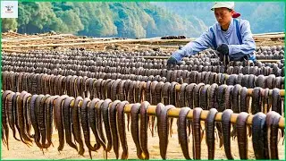 Leech Farming Techniques - How China Farms and Processes Billions of Leeches - Processing Factory