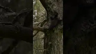 Pine Marten Kits | NATURE Shorts | PBS
