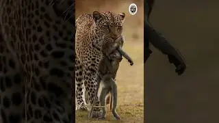 Leopard hunting monkey🙈Wildlife Adventures Discover #trendingshorts #wildlife #viralshorts #animals