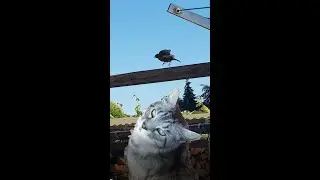Vogelprobleme #shorts