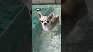 Can Chihuahuas swim?  #dogs