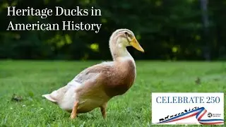 Celebrate 250: Heritage Herds and Flocks - Ducks
