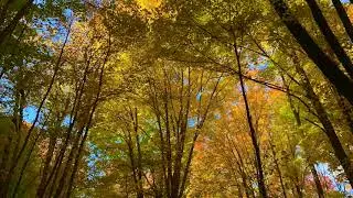 Bellaire Michigan Fall