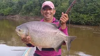 Pesca de cachama y paletón en el río bocas del Ele #pesca #pesado  #colombia