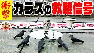 【渋谷で検証】カラスの「助けて」と叫ぶ声を流してみたら大変なことになった【どうぶつ奇想天外／WAKUWAKU】