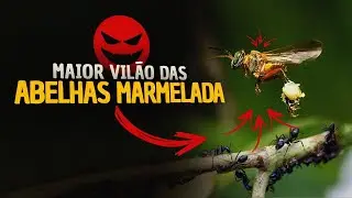 Os MAIORES INIMIGOS NATURIAS da abelha MARMELADA