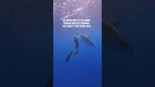 ‼️IMPORTANT SHARK SAFETY #sharks #safety #lifesavingtips #sharkdiving #training #a