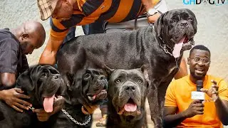 A VISIT TO DARAHS KENNEL IN NIGERIA: The Secret to Professional and Profitable Cane Corso Breeding