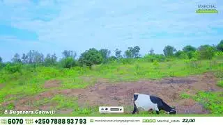Hafite 3,400 m2 | #ISAMBU IGURISHWA i MAYANGE - BUGESERA | Havamo #IBIBANZA Byinshi| NTUCIKWE 