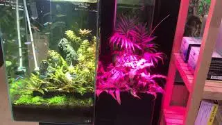 Brio 35 Aquaponic Aquarium: Update