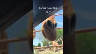 Safari Ravenna Italy #safari #ravenna #safariravenna #italia #zoosafari #animals #giraffe