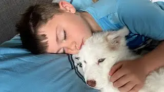 Waking My Son Up With The Cutest Husky Puppy Ever!! “I Knew You Was Going To Be Pretty”😭