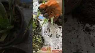 Sunday gardening work//Easy propagation of Aloe Vera at home//my free time #gardening #freetime