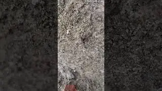 spider# warm# colour# colourful# colourful spider#insects