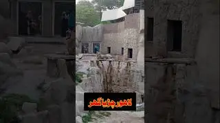 Aaj Ka Din Lahore Zoo Mein ❤️💯
