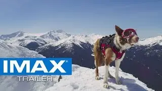 Superpower Dogs (2019) &bull; Teaser Trailer | IMAX &bull; Cinetext