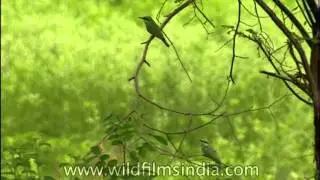 Little Green Bee-eaters