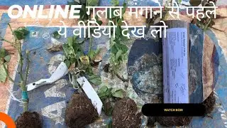 ONLINE ROSE PLANT UNBOXING REVIEW/PLANT'S  ROSE WORLD से मंगाये गुलाब के पौधों की UNBOXING