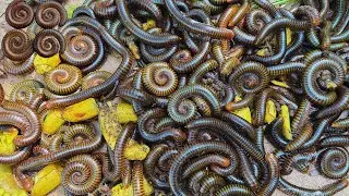 Millipede Relocation for Future Ecotourism | Nature Conservation Project, Release movement insects