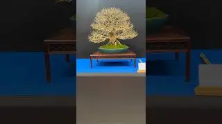Grenadier du Japon style NEJIKAN de Alexandre Escudero TROPHY 2024