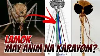 LAMOK MAY ANIM NA KARAYOM? | MOSQUITO WITH 6 NEEDLES | CLARK TV FACTS