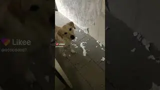 Понять и простить? 😂🤪 funny dogs #собаки #dog  #смех #лабрадор #labrador  #home #laugh #funny #fun