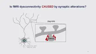 OHBM 2024 | Symposium | Silvia Gini |  Biological decoding of functional dysconnectivity via cross&hellip;