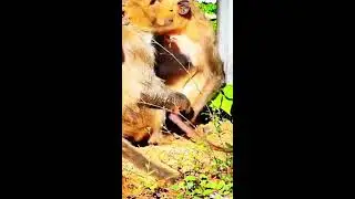 Daily Live Monkey Stream 🐒