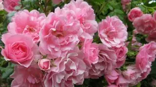 plant unboxing kandalo #plantsofindia #gardenflowers #rosecaring #rose #flowers