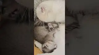 Я целый день смотрю на этих милейших котят 😊