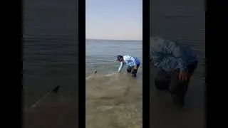 Big shark #catchandrelease #fishing #angler #okuma #beach #doha