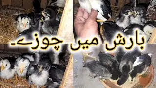 3 week old Aseel Chicks|| Aseel Chicks Growing in Winter.