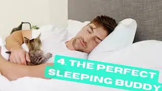 5 Signs That Means Your Cat Loves You | Clever Cat Corner