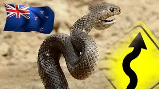 Killer-Snakes in New Zealand!!