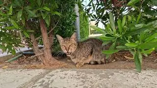 Homeless cat in Ras Al Khaimah, UAE: JANET JACKSON #cat #cats #JanetJackson #UAE #kitten #pets #pet