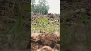 चिम्ब भिजलेले #पाऊस #पावसाचा अंदाज #nature#chmb bhijlele #sheti #music #automobile #hidilovemashup
