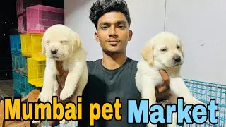 Cheapest pet Crawford Market in Mumbai 2025 Sale 🐶 #pets #labradorcommunity