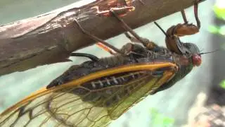 A Magicicada septendecim ovipositing in Metuchen NJ