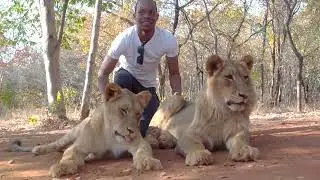 Lion walk May 2023 ( Mukuni Big 5 Safaris Zambia , Livingstone )