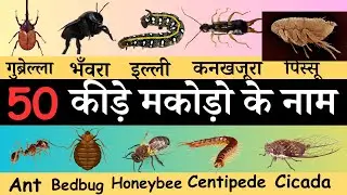 50 Insects And Bugs Vocabulary | Insects & Bugs names In English With Pictures l Insects Name