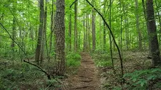Birkhead Mountains Wilderness - Uwharrie National Forest, NC