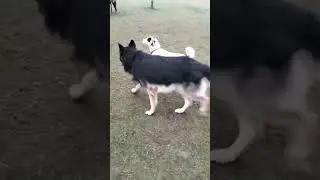 Happy😊Morning☀️Park🌲🌴Time | Dogs🐕Enjoy Outdoor🐾Play 🦴at Oma Pet Boarding Faridabad🏡❤️