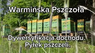 Dywersyfikacja dochodu w pasiece. Pyłek pszczeli.